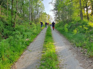 Maibaum-2024_23