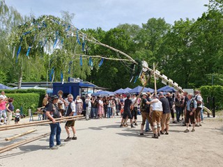 Maibaum-2024_52