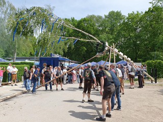 Maibaum-2024_55