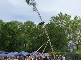 Maibaum-2024_64