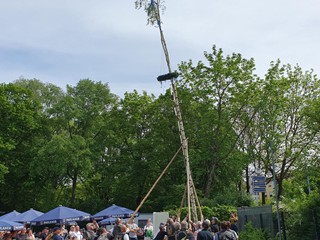 Maibaum-2024_65