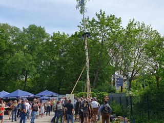 Maibaum-2024_66