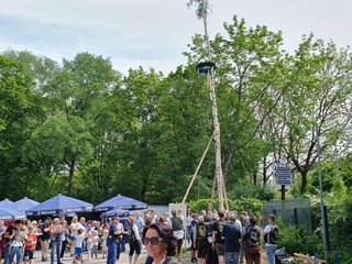 Maibaum-2024_67