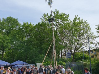 Maibaum-2024_68