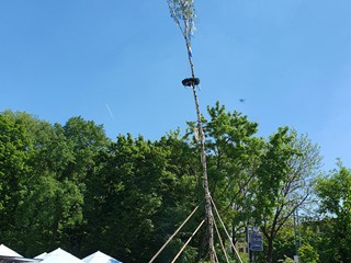 Maibaum-aufstellen-2025_35