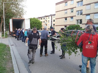 Maibaum-holen-2025_69