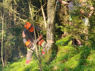 Maibaum-holen-2025_7