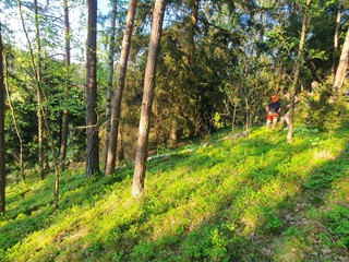 Maibaum-holen-2025_9