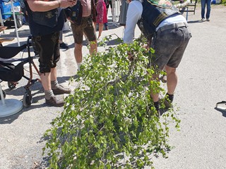 Maibaum-aufstellen-2026_1