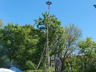 Maibaum-aufstellen-2026_28