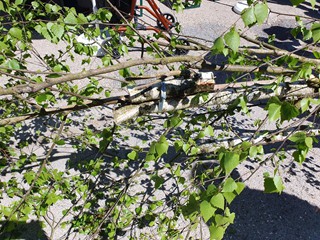 Maibaum-aufstellen-2026_3