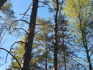 Maibaum-holen-2026_13