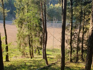 Maibaum-holen-2026_17